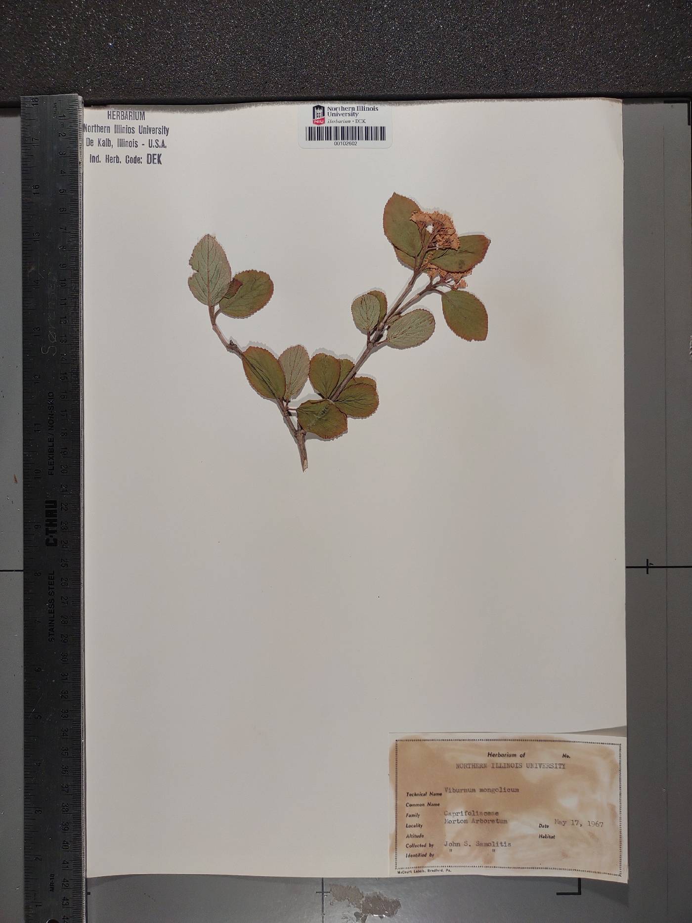 Viburnum mongolicum image