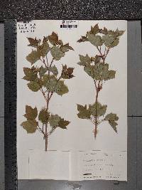 Viburnum trilobum image