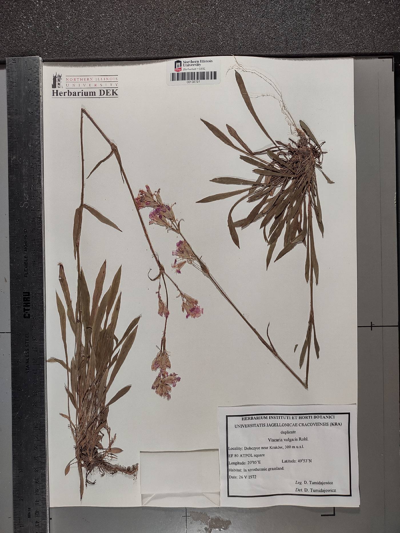 Silene flos-cuculi image