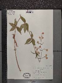 Silene stellata image