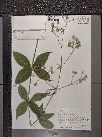 Silene stellata image