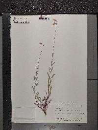 Silene vulgaris image