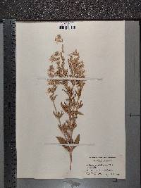 Silene dichotoma image