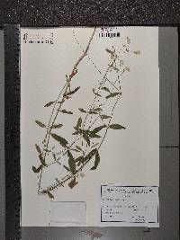 Silene vulgaris image