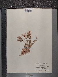 Silene caroliniana subsp. pensylvanica image