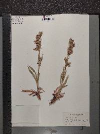 Silene scouleri image