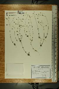 Spergula morisonii image