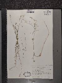 Stellaria graminea image