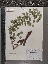 Euphorbia amygdaloides image