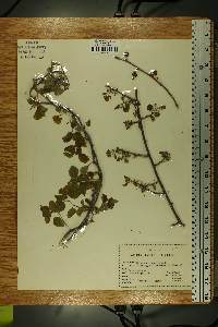 Celastrus scandens image