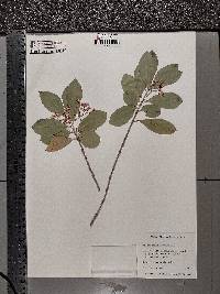 Euonymus fortunei image