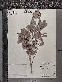 Image of Gymnosporia buxifolia