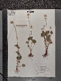 Parnassia palustris image