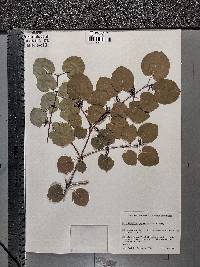 Cercidiphyllum japonicum image