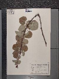 Cercidiphyllum japonicum image