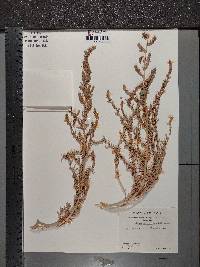 Bassia hyssopifolia image