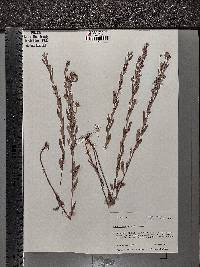 Crocanthemum bicknellii image