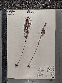 Lechea stricta image