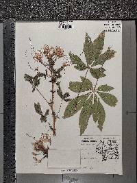 Tarenaya spinosa image