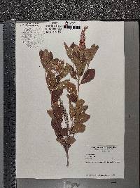 Clethra alnifolia image