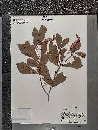 Clethra alnifolia image