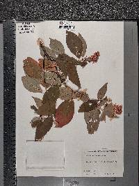 Clethra acuminata image