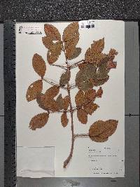 Combretum molle image