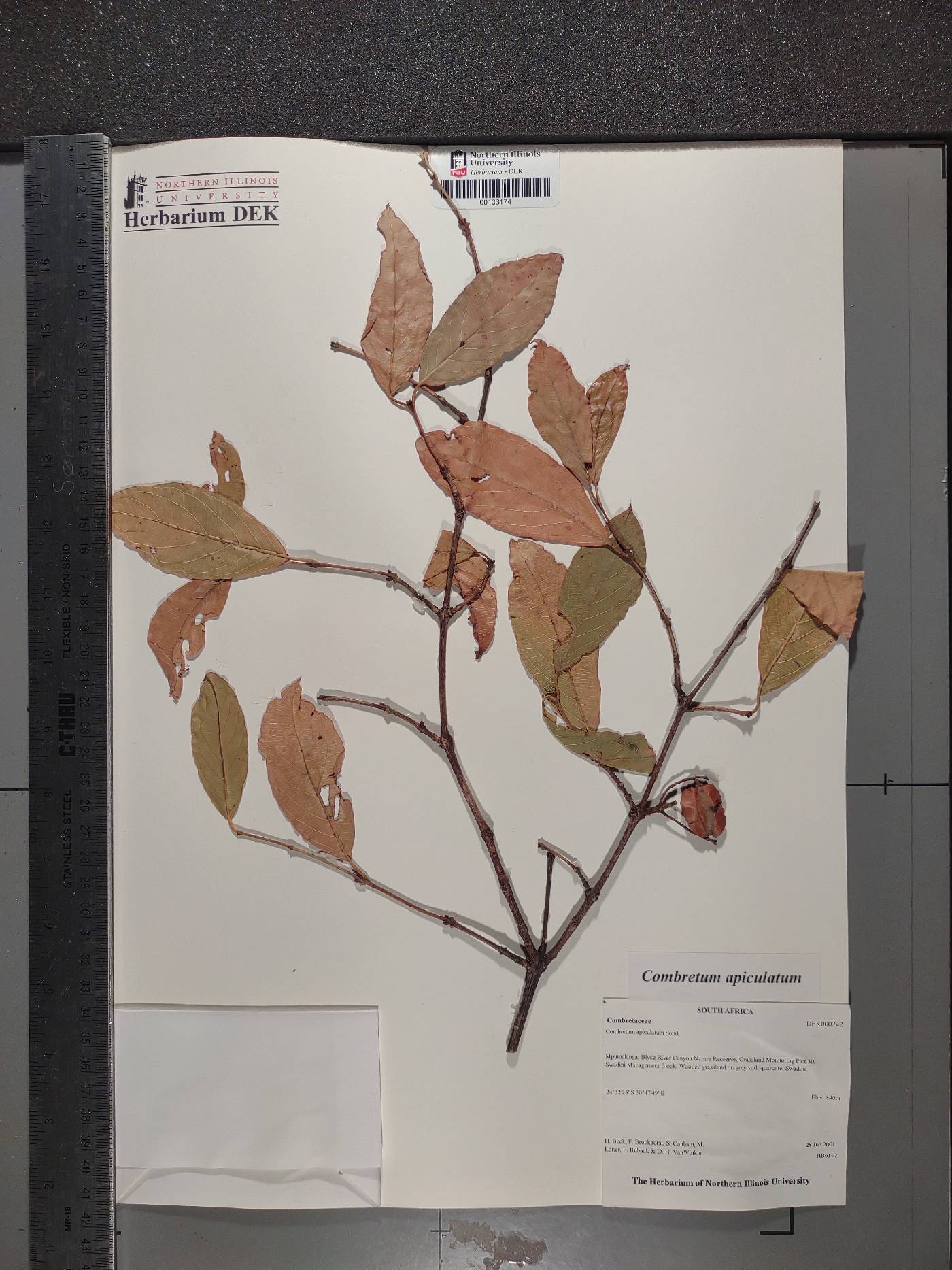 Combretum apiculatum image