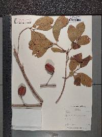 Combretum collinum image