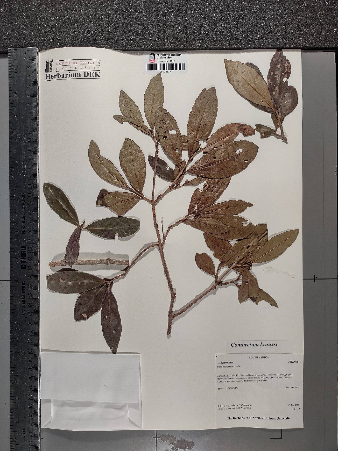 Combretum kraussii image