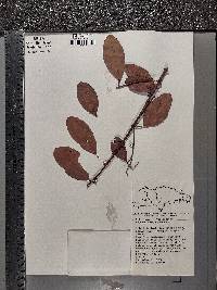 Laguncularia racemosa image