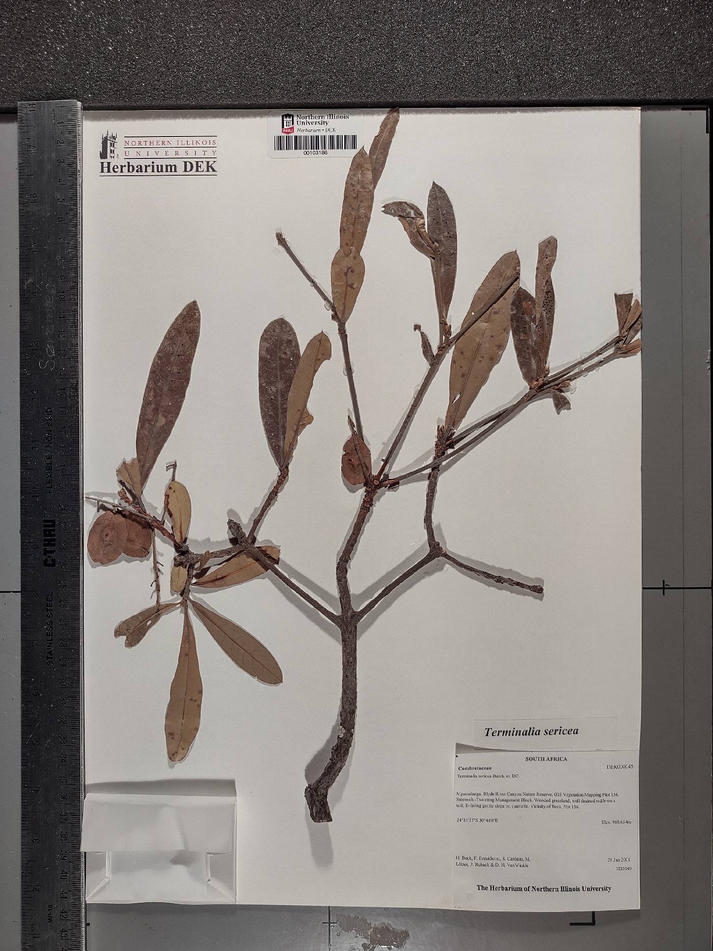 Terminalia sericea image