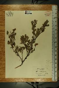 Arctostaphylos pumila image