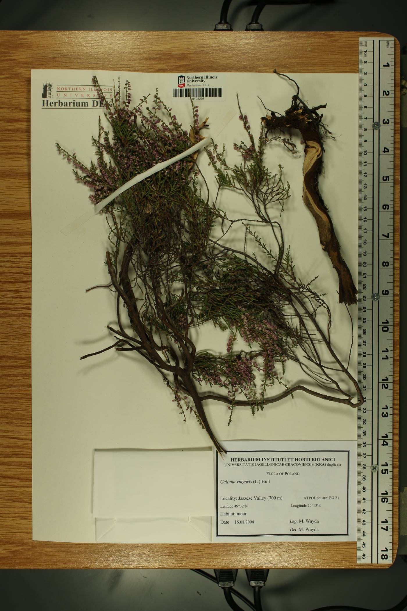 Calluna vulgaris image