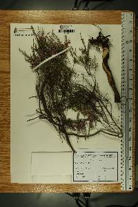 Calluna vulgaris image