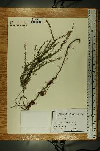 Calluna vulgaris image