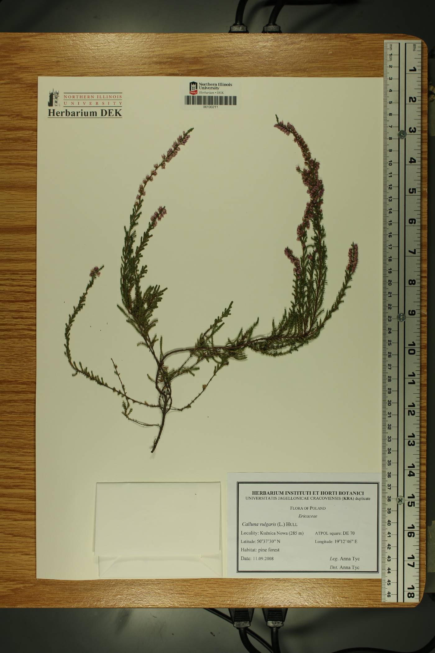 Calluna vulgaris image