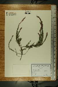 Calluna vulgaris image