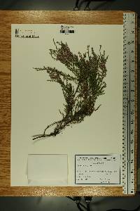 Calluna vulgaris image