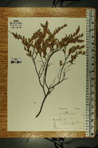 Chamaedaphne calyculata image