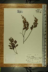 Chamaedaphne calyculata image