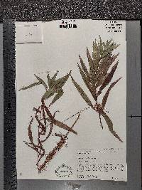 Cuscuta cephalanthi image