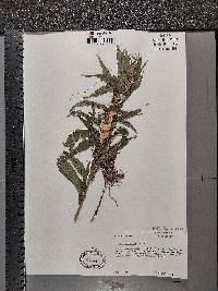 Cuscuta glomerata image