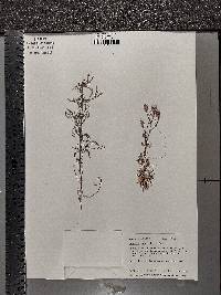 Cuscuta gronovii image