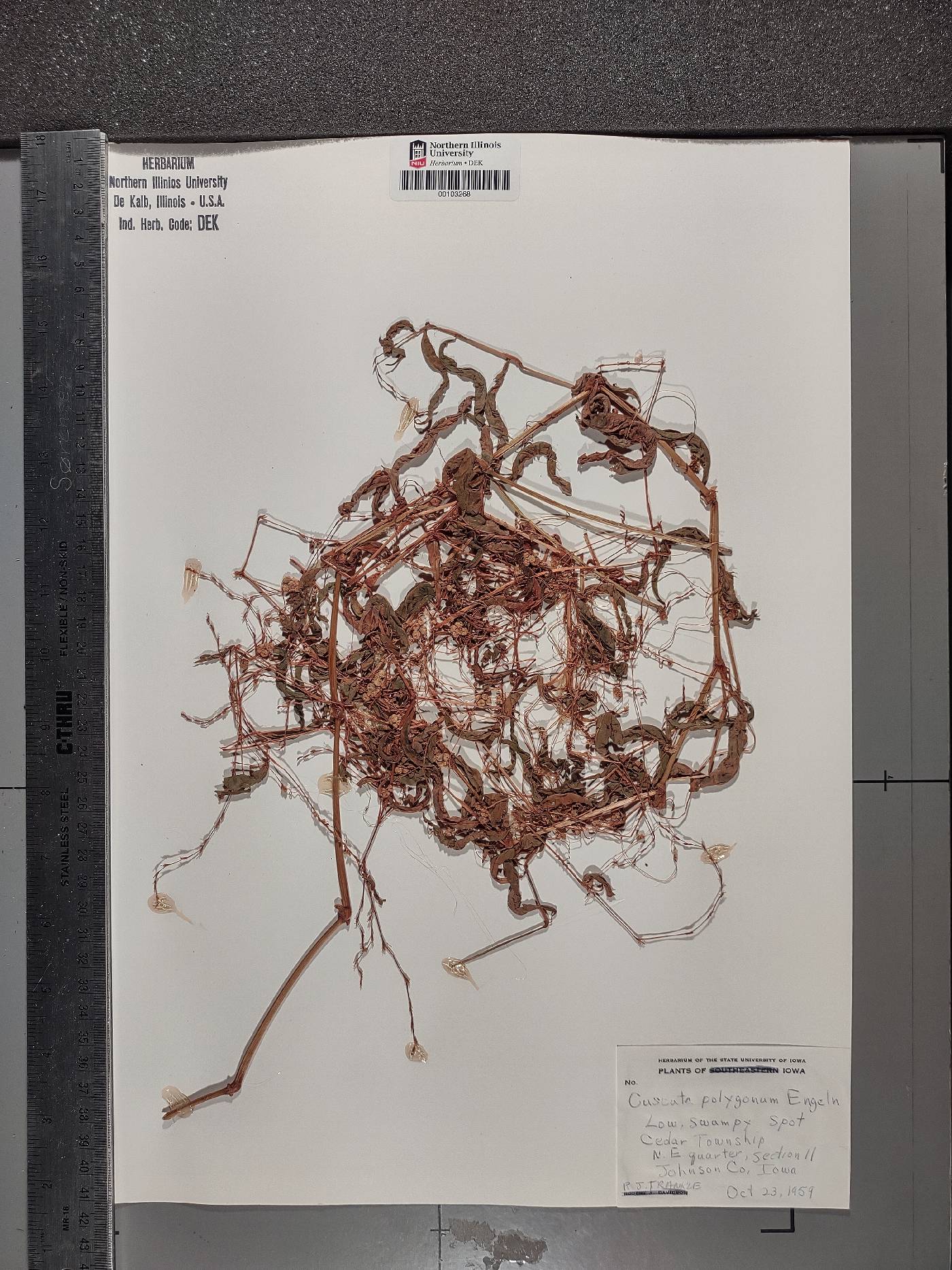 Cuscuta polygonorum image