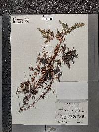 Cuscuta obtusiflora image