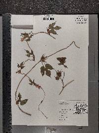 Ipomoea hederacea image