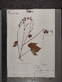 Ipomoea hederifolia image