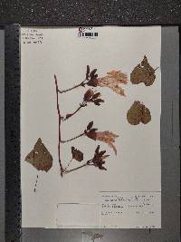 Ipomoea pandurata image