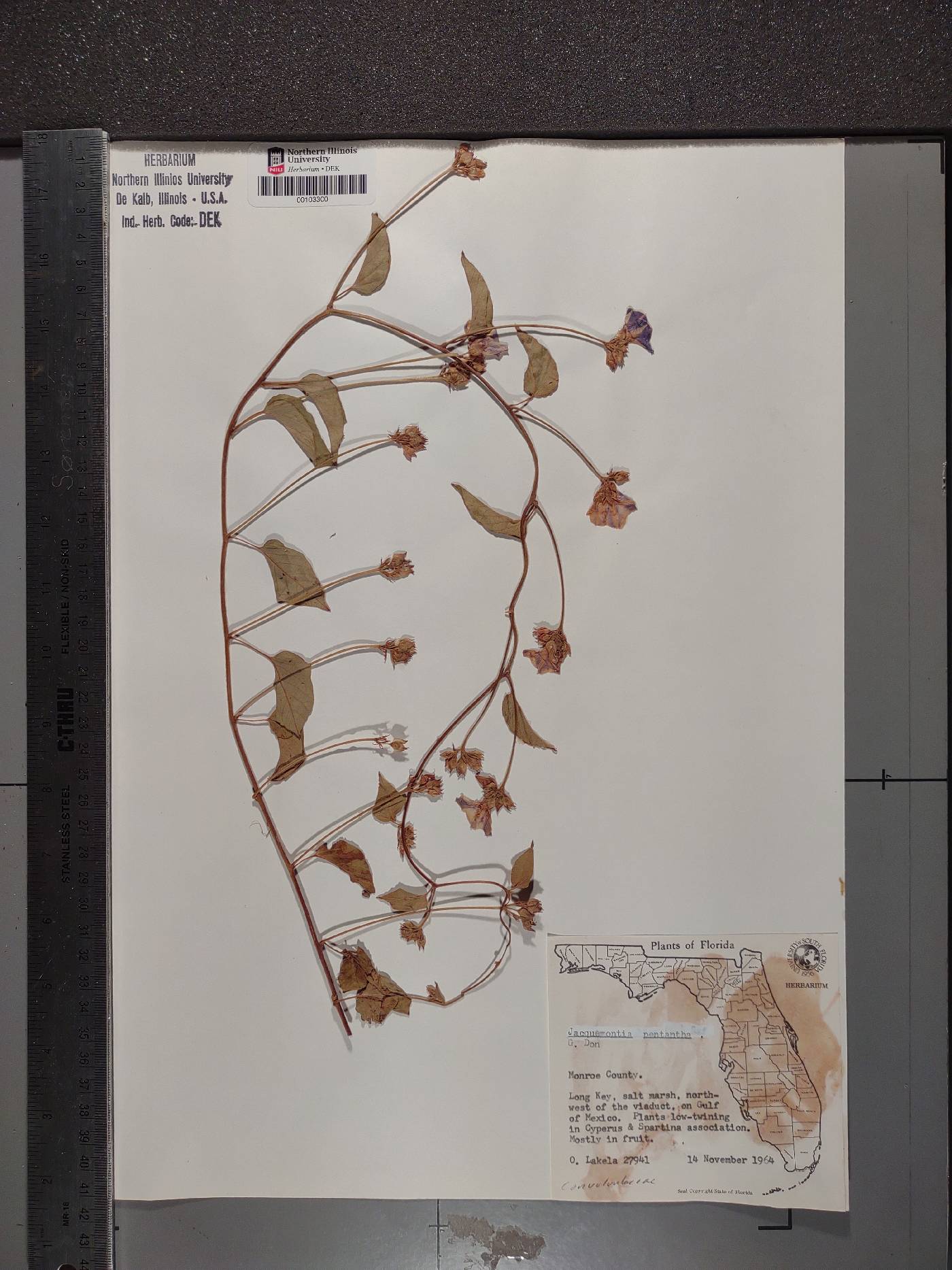 Jacquemontia pentanthos image